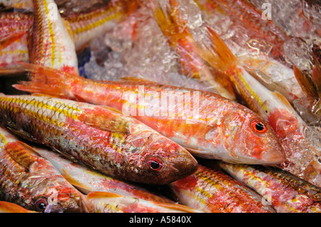 Rouget (Mullus barbatus), le marché aux poissons, Denia, Costa Blanca, Espagne Banque D'Images