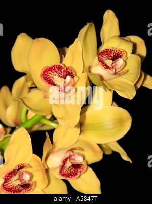 Orchidée Cymbidium fleurs (jaune) Banque D'Images