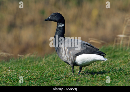 La Bernache cravant (Branta bernicla) Banque D'Images