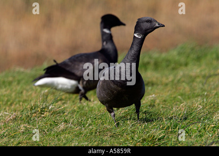 Vigilance (bernache cravant Branta bernicla) Banque D'Images