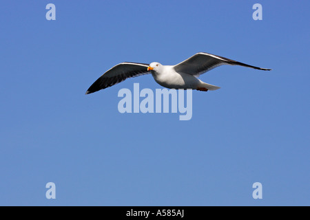 Flying moindre Goéland marin (Larus fuscus) Banque D'Images