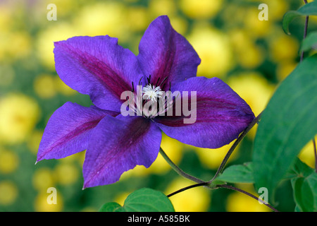 Clematis fleurs Mme N. Thompson (Clématite Mme N. Thompson) Banque D'Images