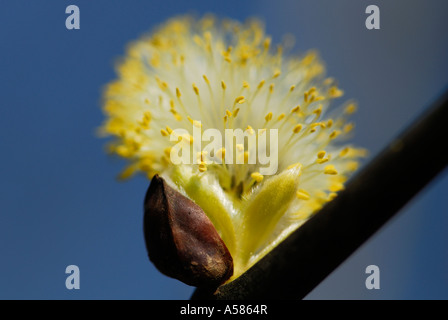 Saule (Salix caprea Goat) Banque D'Images