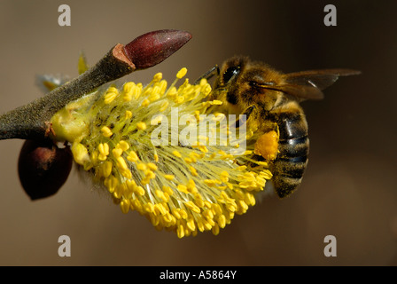 'Abeille à miel (Apis mellifera la collecte du pollen sur Willow Chèvre Europe Banque D'Images