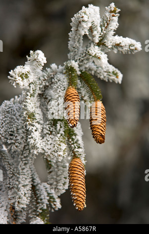 Cônes de un sapin (Picea abies) avec de la gelée blanche Banque D'Images