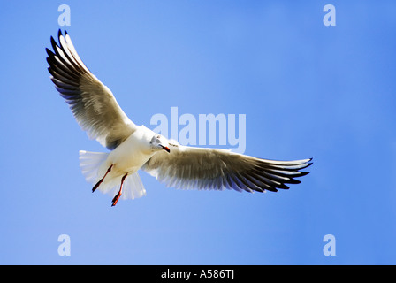 Mouette rieuse (Larus ridibundus) flying Banque D'Images