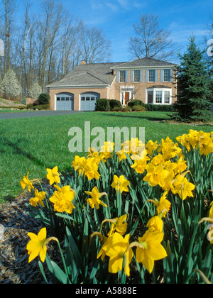 Jonquilles jaune en premier plan de face de tan maison en brique avec garage deux voitures et longue allée intellectuelle a annoncé Banque D'Images