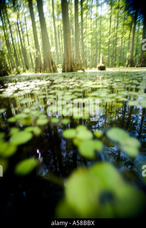 Cypress Swamp à Heron Pond State Natural Area le long de la rivière cache la forêt nationale de Shawnee en Illinois Banque D'Images