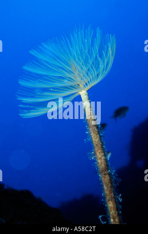 Plumeau exquis Sabella spallanzanii (VER) flotte dans les eaux bleues. Banque D'Images