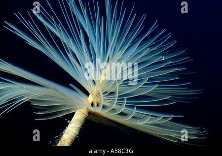 Plumeau exquis Sabella spallanzanii (VER) flotte dans les eaux bleues. Banque D'Images