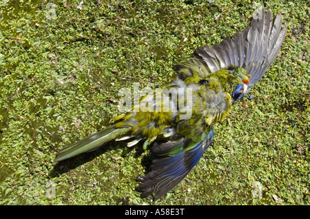 Rosella Platycercus caledonicus (vert), aux victimes de la route Montagne Cradle NP Tasmanie, Australie Banque D'Images