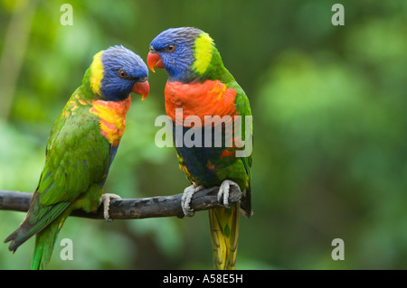 Rainbow loriquets verts (Trichoglossus haematodus) paire perché sur branche, Lory, Loft, Singapour Jurong BirdPark Banque D'Images