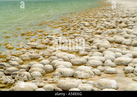 Thrombolites, 'vivant' rock, construit par microbialites les micro-organismes qui produisent de l'oxygène, le lac Clifton, Yalgorup N.P., Australie Banque D'Images