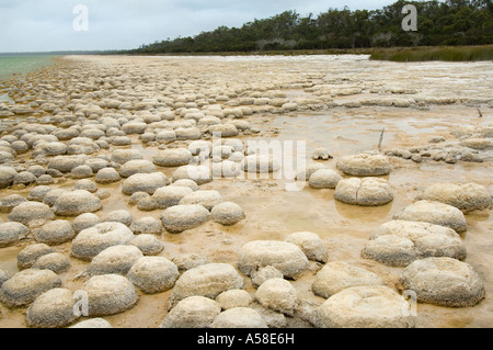 Thrombolites, 'vivant' rock, construit par microbialites les micro-organismes qui produisent de l'oxygène, le lac Clifton, Yalgorup N.P., Australie Banque D'Images