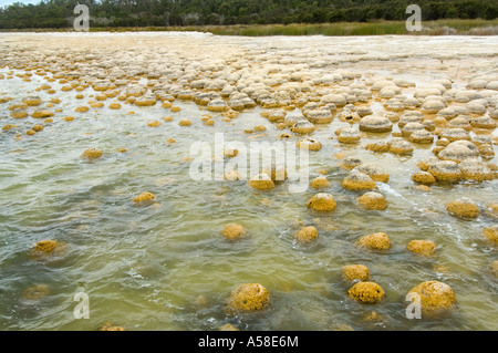 Thrombolites, 'vivant' rock, construit par microbialites les micro-organismes qui produisent de l'oxygène, le lac Clifton, Yalgorup N.P., Australie Banque D'Images