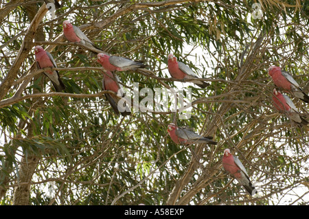 Cacatoès rosalbin (Cacatua roseicapilla) troupeau sur l'ouest de l'Australie du Sud de l'arbre Banque D'Images