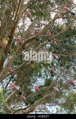 Cacatoès rosalbin (Cacatua roseicapilla) troupeau de se percher sur l'arbre d'eucalyptus en Australie de l'ouest de Cranbrook Banque D'Images