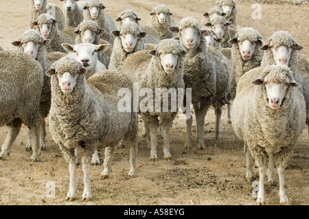 Troupeau de mérinos durant la sécheresse, Rocky Gully, dans l'ouest de l'Australie, février 2007 Banque D'Images