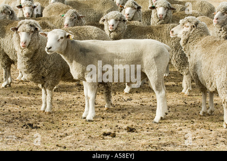 Les moutons domestiques tondus Texel ram avec troupeau de brebis mérinos durant la sécheresse Rocky Gully Australie de l'Ouest Février 2007 Banque D'Images