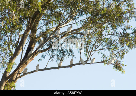 Troupeau de l'Ouest Long-billed Corellas (Cacatua pastinator) assis sur le ravin rocheux eucalyptus de l'Australie Occidentale Banque D'Images