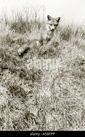 Portrait noir et blanc teinté de fox assis sur le dessus de Grassy hill. Banque D'Images