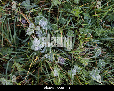 Une légère couche de givre sur les feuilles de la renoncule rampante meadow, une mauvaise herbe commune dans les îles britanniques Banque D'Images