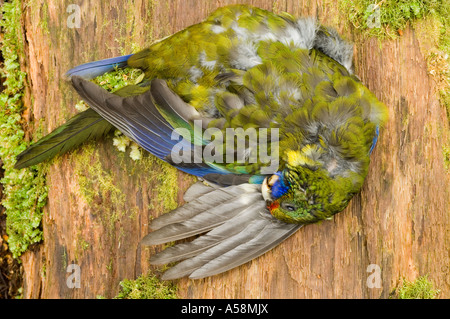 Rosella Platycercus caledonicus (vert), aux victimes de la route Montagne Cradle NP Tasmanie, Australie Banque D'Images