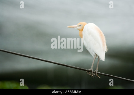 Les bovins adultes (aigrette Ardea ibis) perché sur le fil, plumage nuptial, Queensland, Australie Banque D'Images