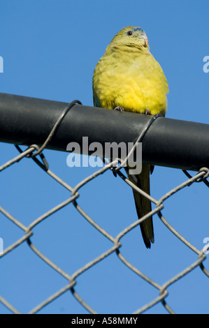 Parrot Neophema petrophila (Rock) adulte, perché sur une clôture, Rottnest Island, Australie de l'Ouest Banque D'Images