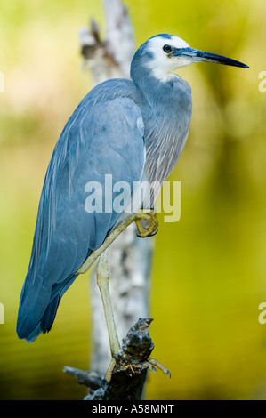 Aigrette à face blanche, Ardea novaehollandiae, Australie Banque D'Images