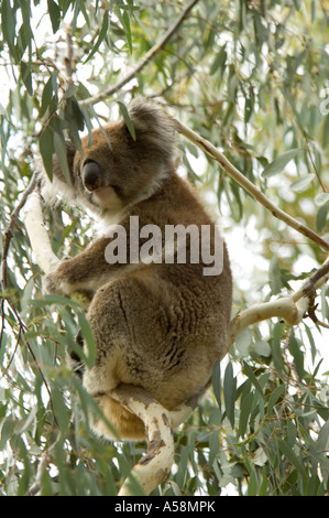 Koala (Phascolarctos cinereus) adulte, rasting en eucalyptus, Australie Banque D'Images