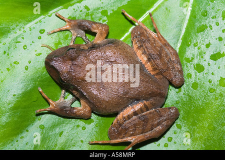 Grande Grenouille Mixophyes fasciolatus (prescription) Parc National de Lamington, Queensland, Australie Banque D'Images