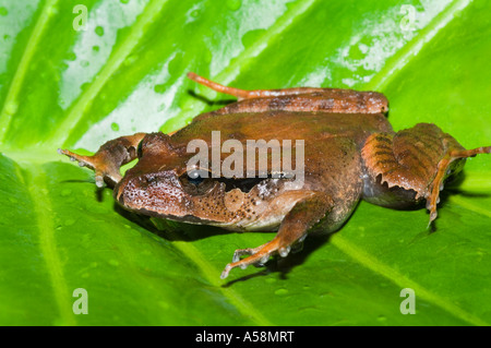 Grande Grenouille Mixophyes fasciolatus (prescription) Parc National de Lamington, Queensland, Australie Banque D'Images