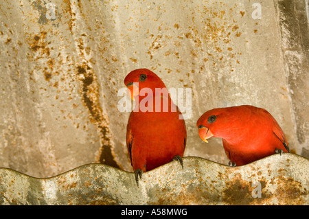 Lory rouge (Eos bornea) Paire de Jurong BirdPark Loft Lory se perchent en captivité de Singapour Banque D'Images