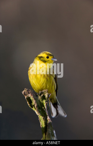 Emberiza citrinella Yellowhammer mâle assis sur une branche à Nice avec alerte hors focus contexte bedfordshire potton Banque D'Images