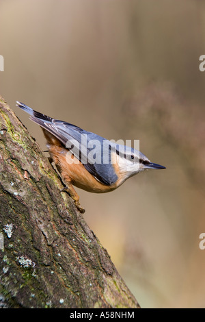 Blanche Sitta europaea perché sur la branche de chêne à Nice avec alerte hors focus contexte forêt de salcey northants Banque D'Images