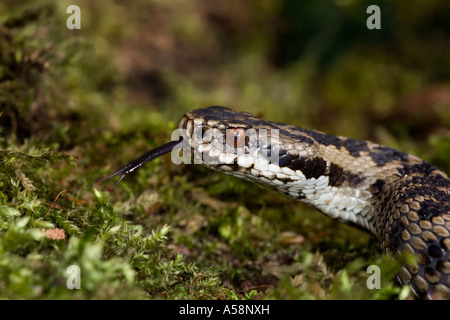 Vipère Vipera berus close up de tête avec la langue, et à la recherche en alerte sur moss couverts log leicestershire Banque D'Images