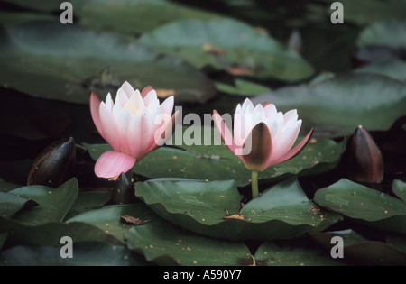 Close-up of Water Lily Nymphaea fleurs en étang Banque D'Images