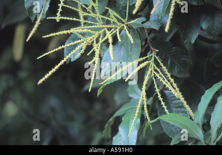 Inflorescence de sweet chestnut Castanea sativa en libre Banque D'Images