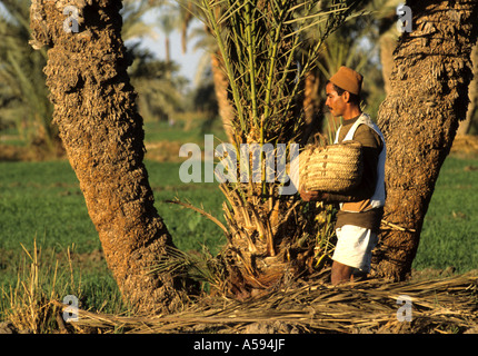 L'Égypte ferme champ plantation de riz égyptien nil Banque D'Images