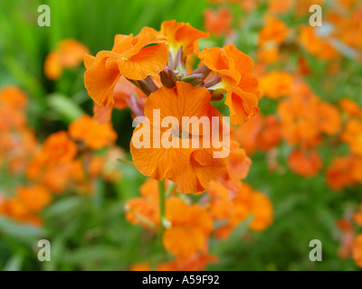 L'Erysimum Apricot Twist Banque D'Images