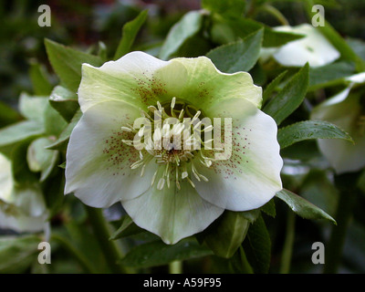 Helleborus orientalis fleuri blanc hybride Lenten Rose Banque D'Images