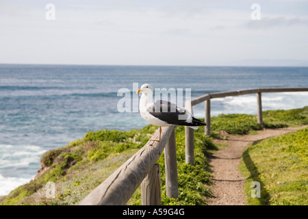 Mouette Banque D'Images