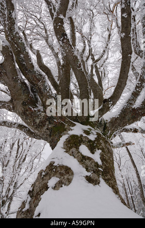 Arbre couvert de neige, Forêt Noire, Baden-wurttemberg, Allemagne Banque D'Images