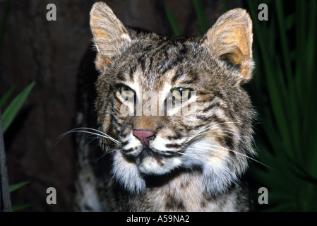 Lynx roux en peluche à ranger station Merrit Island Game Reserve en Floride Banque D'Images