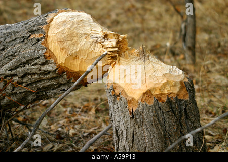 La faune d'Amérique du Nord, les dommages à l'arbre fait par le castor, Castor canadensis Banque D'Images