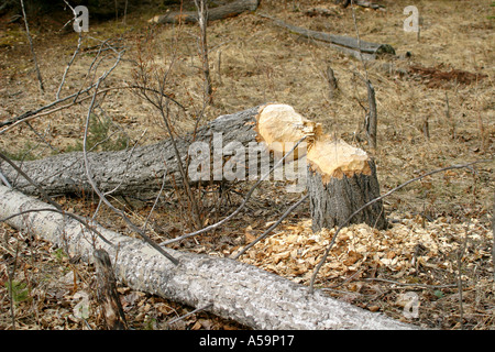 La faune d'Amérique du Nord, les dommages à l'arbre fait par le castor, Castor canadensis Banque D'Images