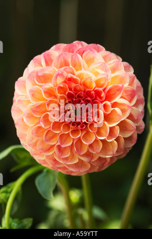 Dahlia en fleurs Banque D'Images