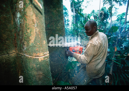 Logger commercial réduit les arbres de la forêt tropicale au Gabon en Afrique Centrale Banque D'Images