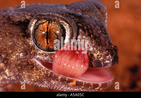 Terrain géant gecko Chondrodactylus angulifer utilise sa langue maternelle pour nettoyer son visage et les yeux de l'Afrique du Sud Ouest Distribution Banque D'Images